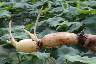 華逸府聯(lián)手湖北洪湖藕、江永芋頭，為您帶來健康原生態(tài)食材